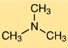 Triméthylamine